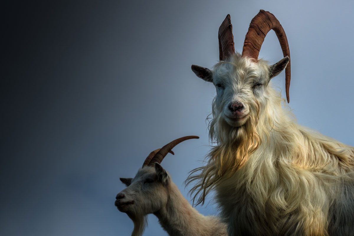 The Kashmiri Goats of the Great Orme