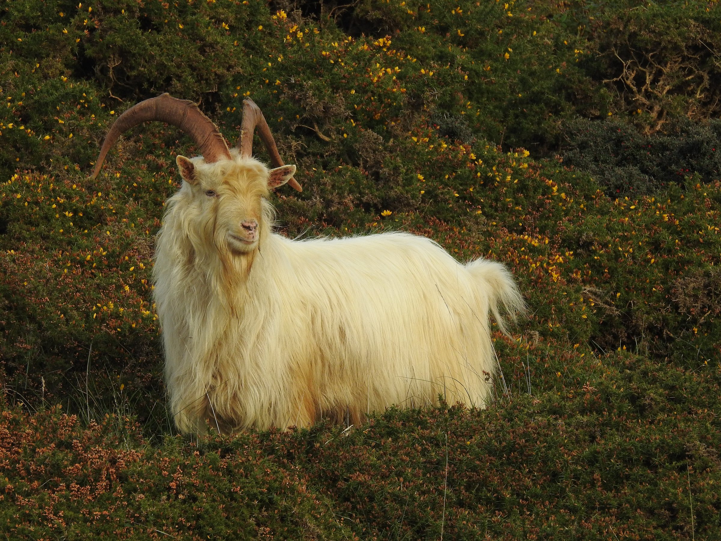 A wild Kashmiri goat with sweeping horns among flowering gorse on the Great Orme, Llandudno